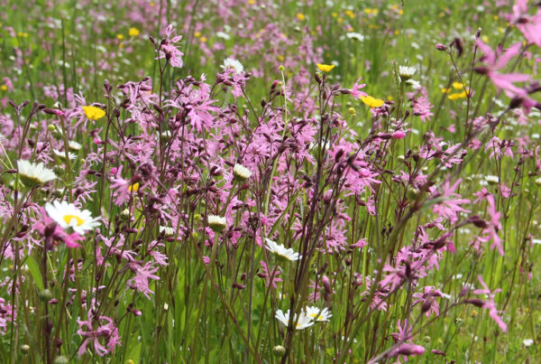 Blumenwiese mit hohem Gräseranteil