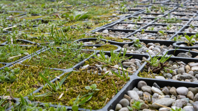 Schwab-Rasengitter-Moos-202601